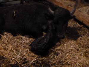 Bueffelkuh-mit-Kalb-300x225 Wasserbüffel