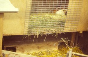 Cuyes-1-300x194 Meerschweinchen