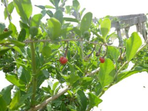 Gojipflanze-mit-Beeren-300x225 Bocksdorn