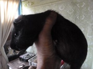 Meerschweinchen-300x225 Meerschweinchen