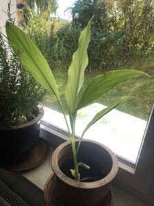 Zingiber-officinale-225x300 Ingwer