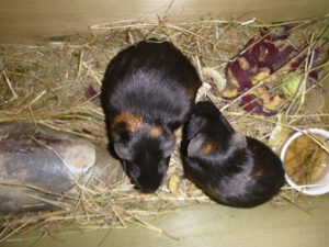 Zwei-Meerschweinchen-300x225 Meerschweinchen