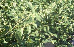 Corchorus-olitorius-300x191 Jute