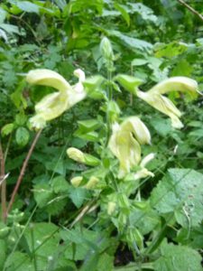 Salvia-glutinosa-225x300 Salbei