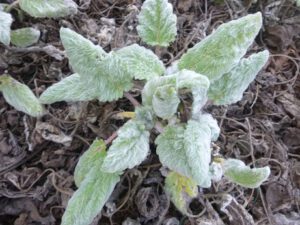 Salvia-sclarea-300x225 Salbei