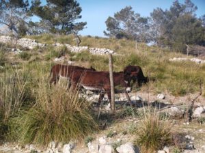 Ase-balear-300x224 Balearenesel