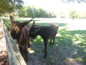 Baudets-du-Poitou-300x225 Esel