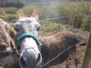 Burro-andaluz-300x225 Esel