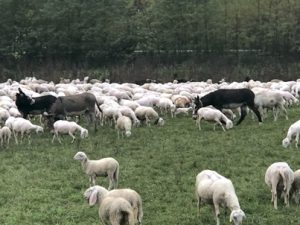 Esel-in-einer-Schafherde-300x225 Tiere