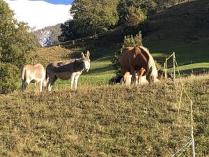 Esel-und-Pferde-300x225 Esel
