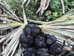 Eselskot-300x225 Kot