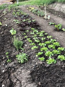 Gemuesegarten-225x300 Gemüseanbau