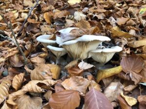 Pleurotus-ostreatus-300x225 Austernpilz