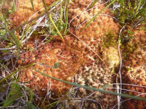 Sphagnum-spec.-300x225 Torf
