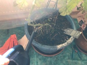 Tomaten-giessen-300x225 Wasser