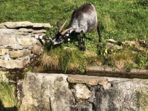 Ziege-am-Brunnen-300x225 Wasser