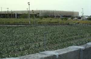 Ananaspflanzung-1-300x195 Ananas