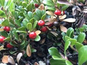 Arctostaphylos-uva-ursi-300x225 Bärentraube