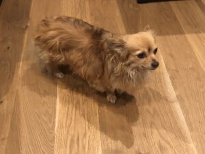 Chihuahua-1-300x225 Hund