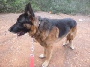 Deutscher-Schaeferhund-300x225 Hund