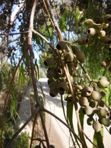 Eucalyptus-Fruechte-225x300 Myrtengewächse