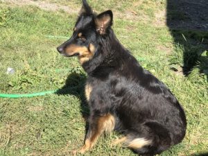 Gelbbacke-300x225 Hund