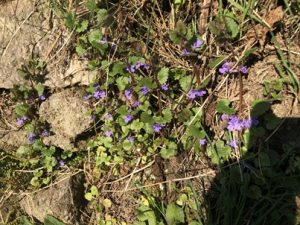 Glechoma-hederacea-300x225 Gundermann