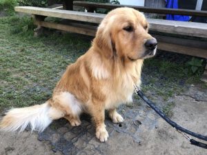 Golden-Retriever-300x225 Hund