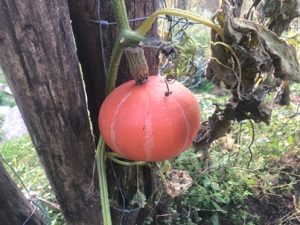 Hokkaido-Kuerbis-300x225 Klimawandel und Klimaschutz