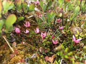 IMG_7643-300x225 Moosbeere