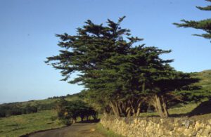 Juniperus-canariensis-1-300x195 Wacholder