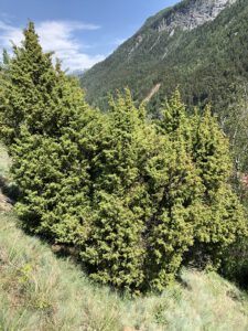 Juniperus-communis-225x300 Wacholder