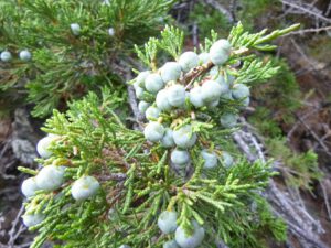 Juniperus-sabina-1-300x225 Wacholder