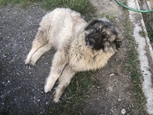 Kaukasischer-Owtscharka-300x225 Hund