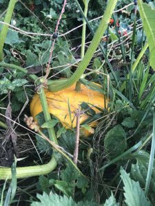 Kuerbis-im-Garten-225x300 Kürbis