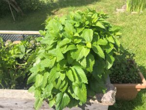 Melissa-officinalis-300x225 Zitronenmelisse