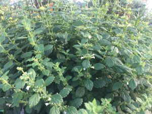 Melisse-300x225 Zitronenmelisse