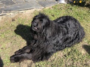 Neufundlaender-300x225 Hund