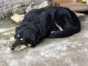 Pastore-della-Sila-300x225 Hund