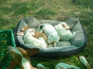 Podenco-Welpen-300x225 Ibizenkischer Podenco