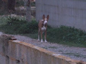 Podenco-ibicenco-300x224 Ibizenkischer Podenco