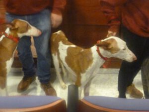 Podencos-300x225 Ibizenkischer Podenco