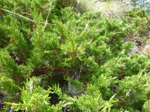 Sadebaum-1-300x225 Wacholder