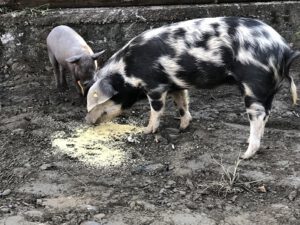 Schweine-fressen-Reis-300x225 Reis