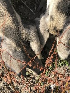 Schweine-mit-Portulak-225x300 Portulak