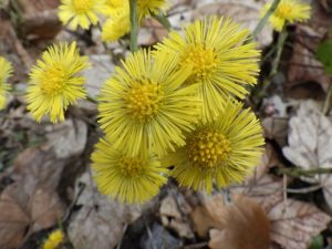 Tussilago-farfara-1-300x225 Huflattich