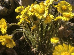 Tussilago-farfara-300x225 Huflattich