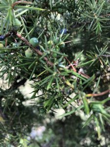 Wacholder-1-225x300 Wacholder