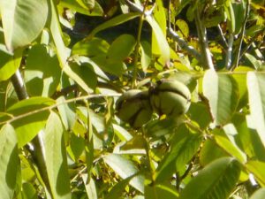 Walnuesse-am-Baum-300x225 Nussbaum