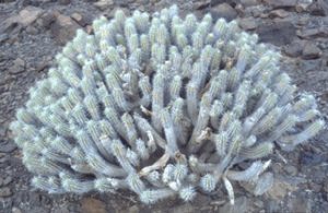 Euphorbia-handiensis-300x195 Wolfsmilch